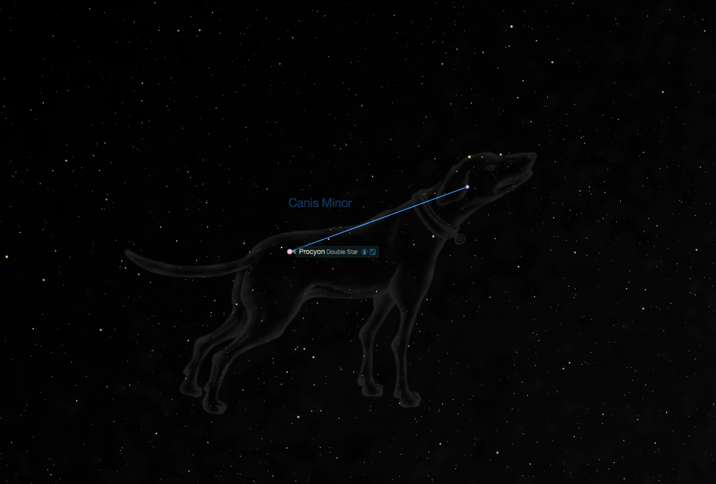 Яркая звезда в созвездии большого пса. Процион Созвездие малого пса. Канис минор Созвездие. Созвездия большой пёс и малый пёс. Процион звезда в созвездии.