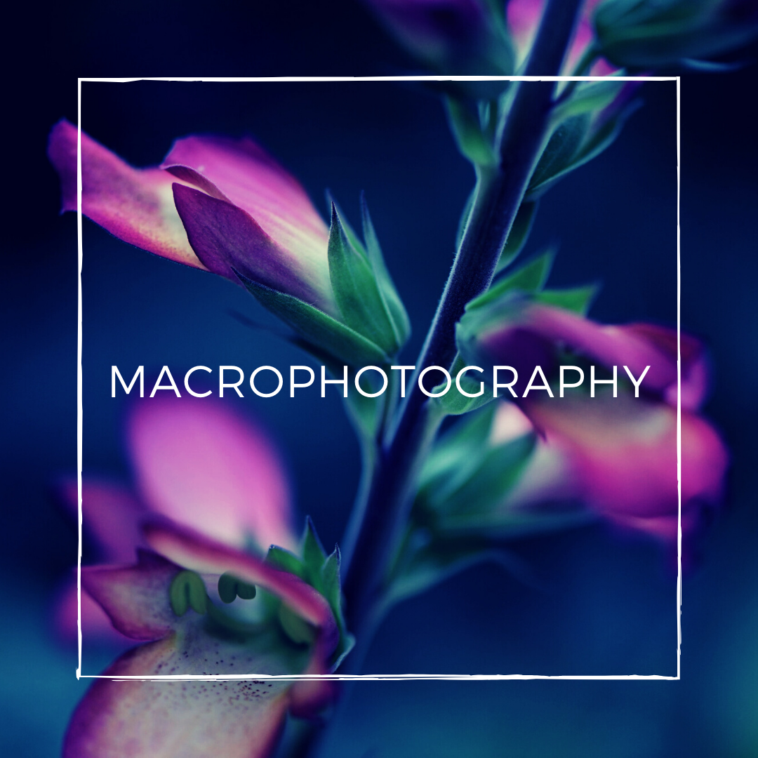 MacroPhotography.png