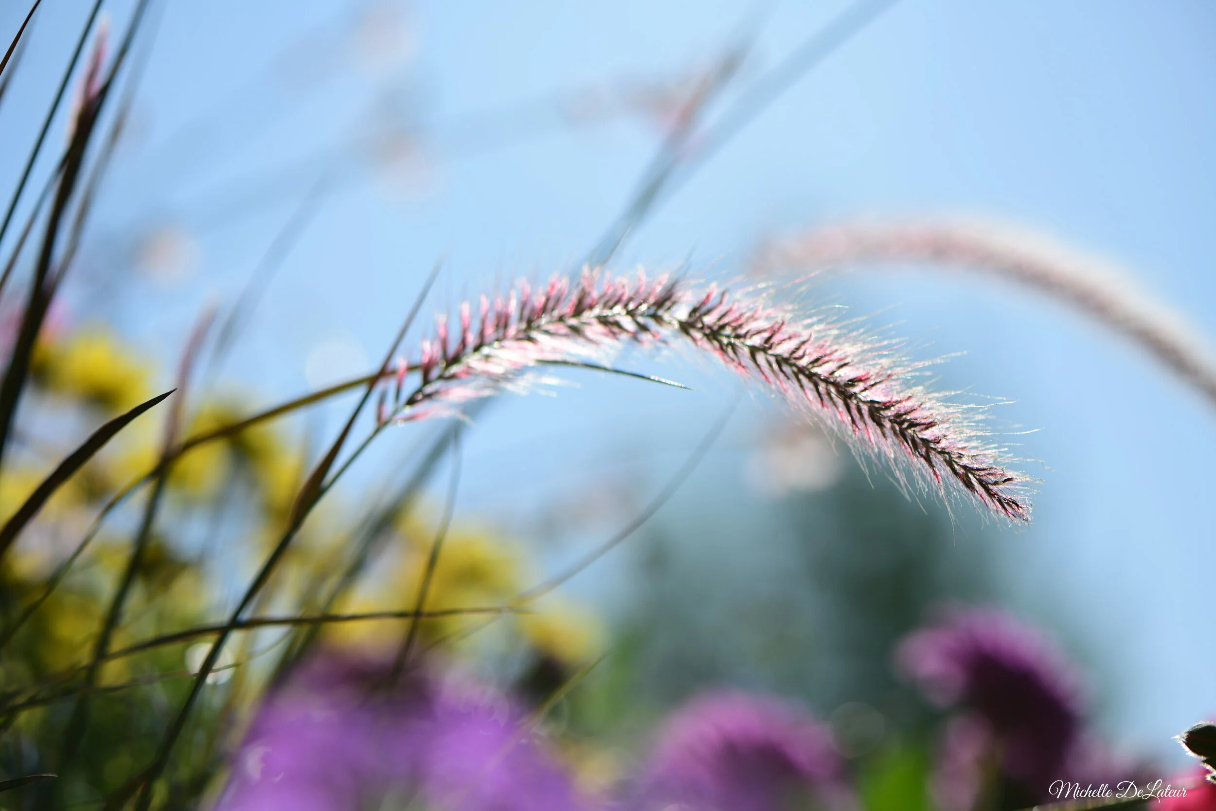 DSC_7967 - With name.jpeg