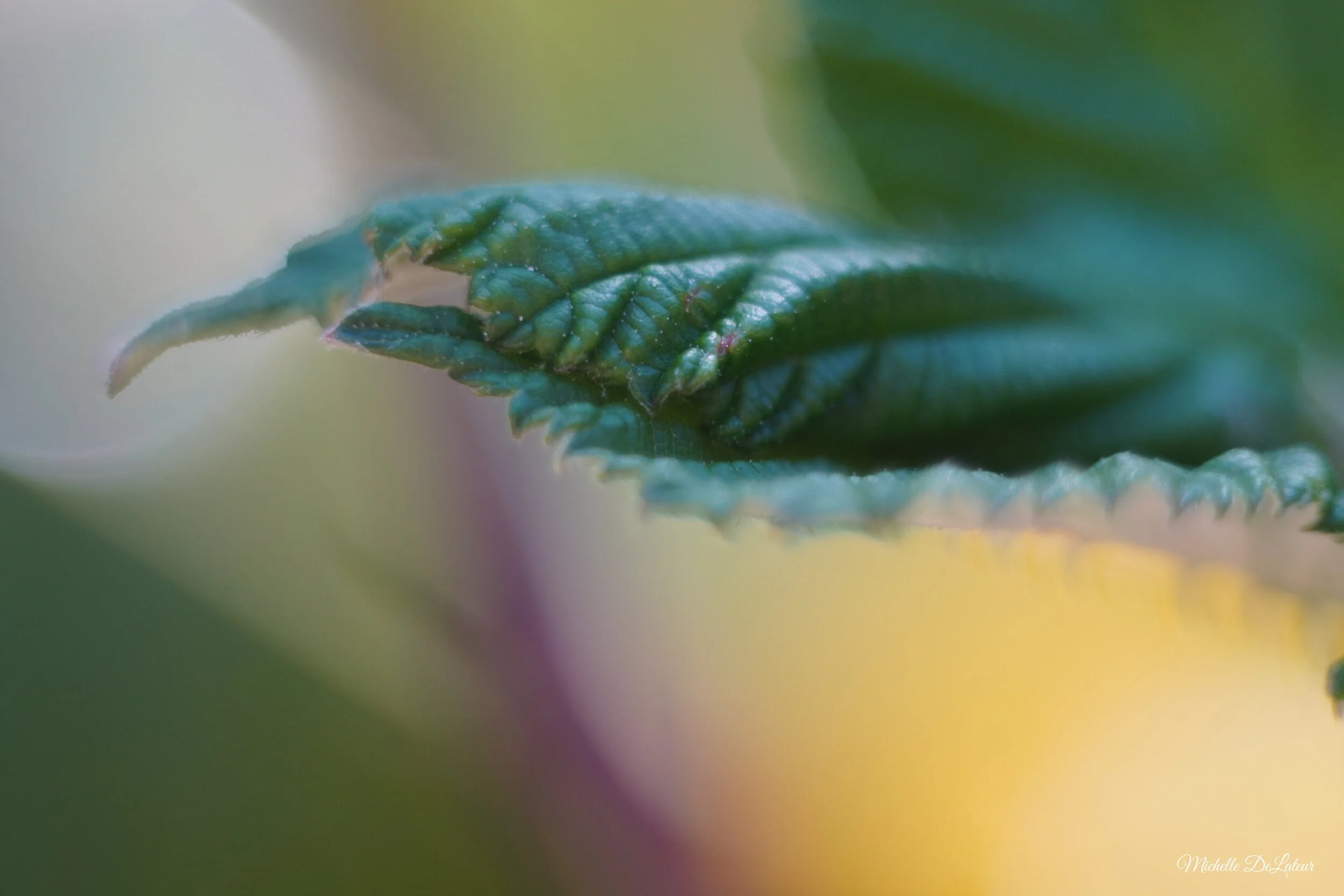 DSC00058 with Name.JPG