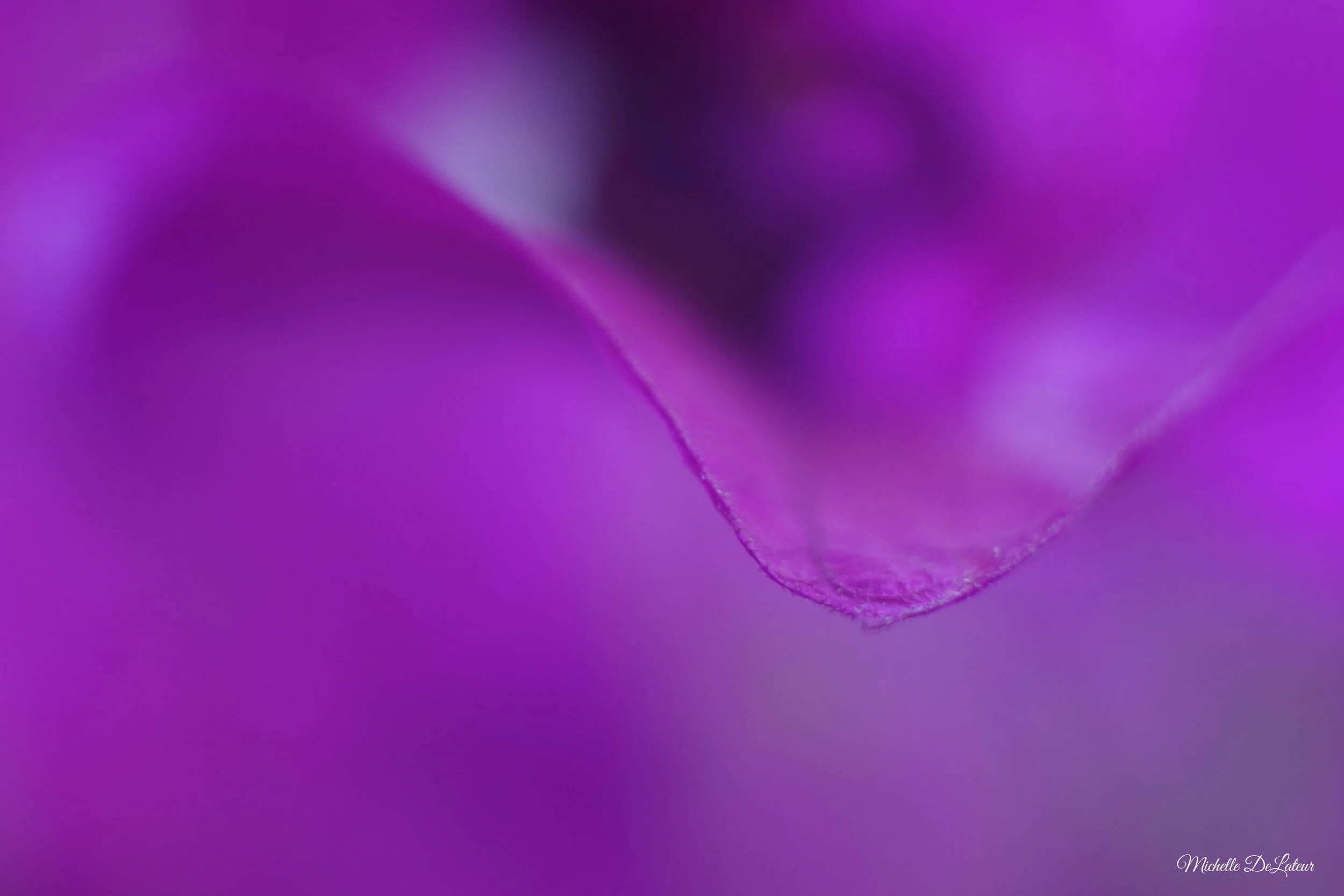 Sony a6400 + Konica 50mm 1.7 + Macro Extension Tubes