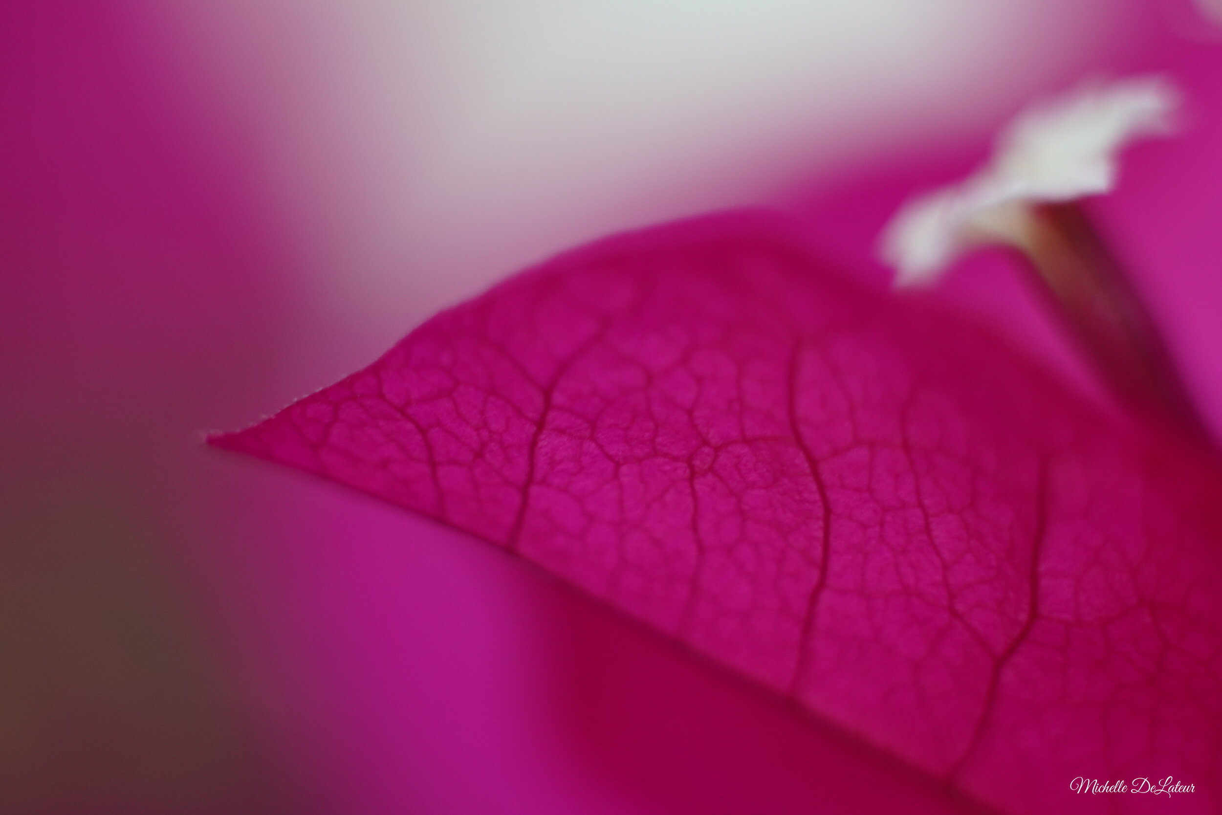 Sony a6400 + Konica 50mm 1.7 + Macro Extension Tubes