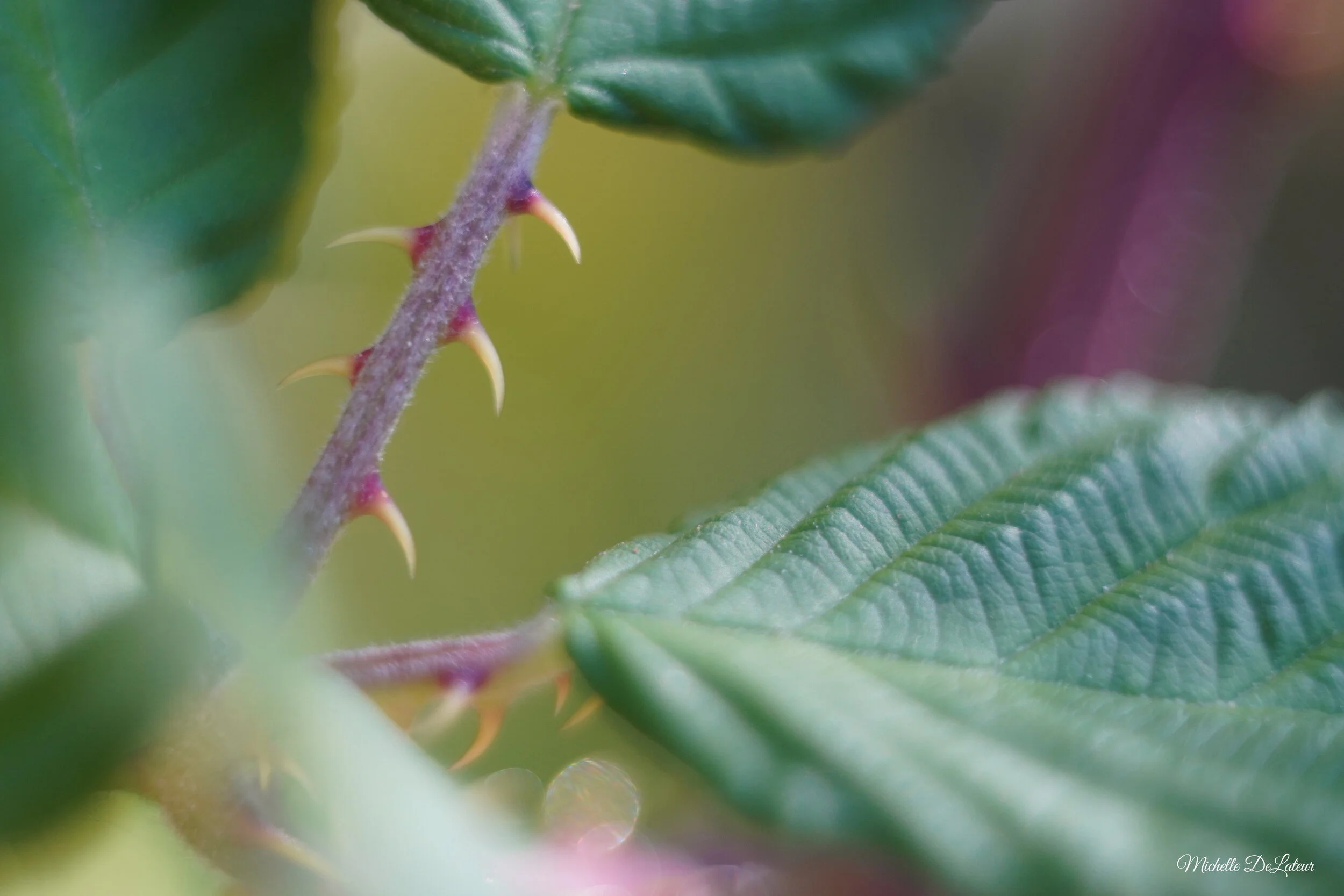 DSC00088 with name.JPG