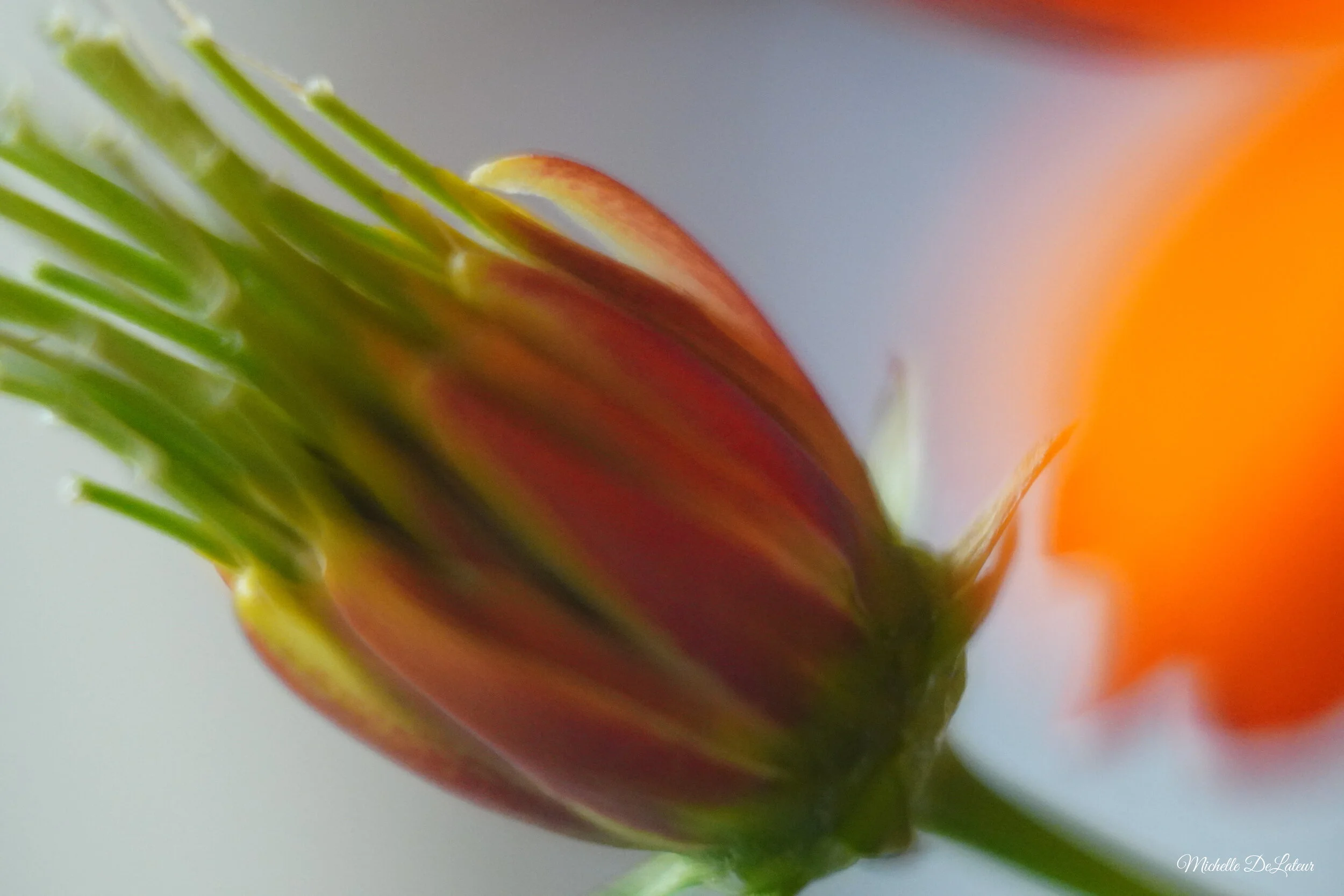 DSC00181 with name.JPG