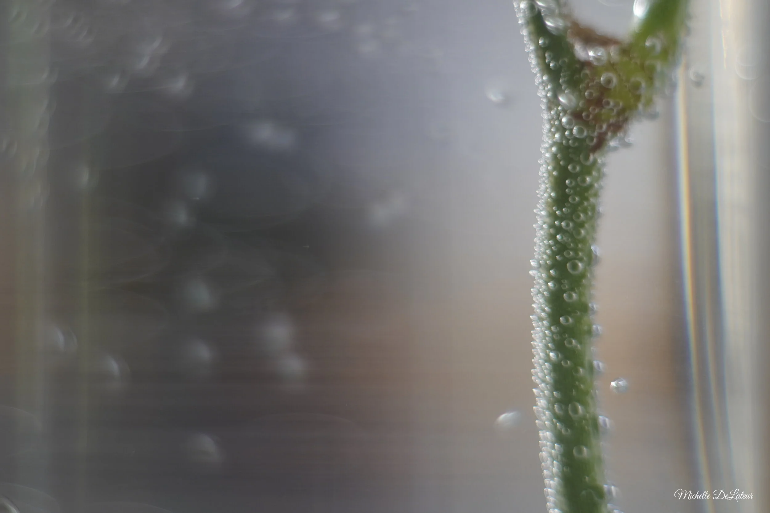 Sony a6400 + Konica 50mm 1.7 + Macro Extension Tubes