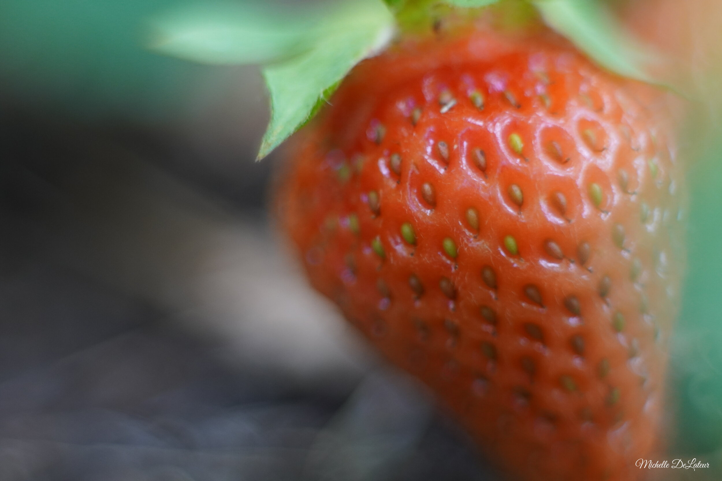 Sony a6400 + Konica 50mm 1.7 + Macro Extension Tubes