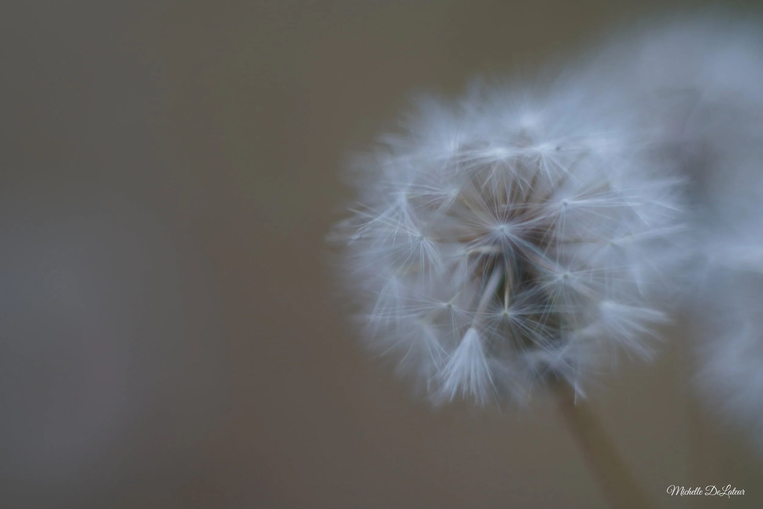 Sony a6400 + Konica 50mm 1.7 + Macro Extension Tubes