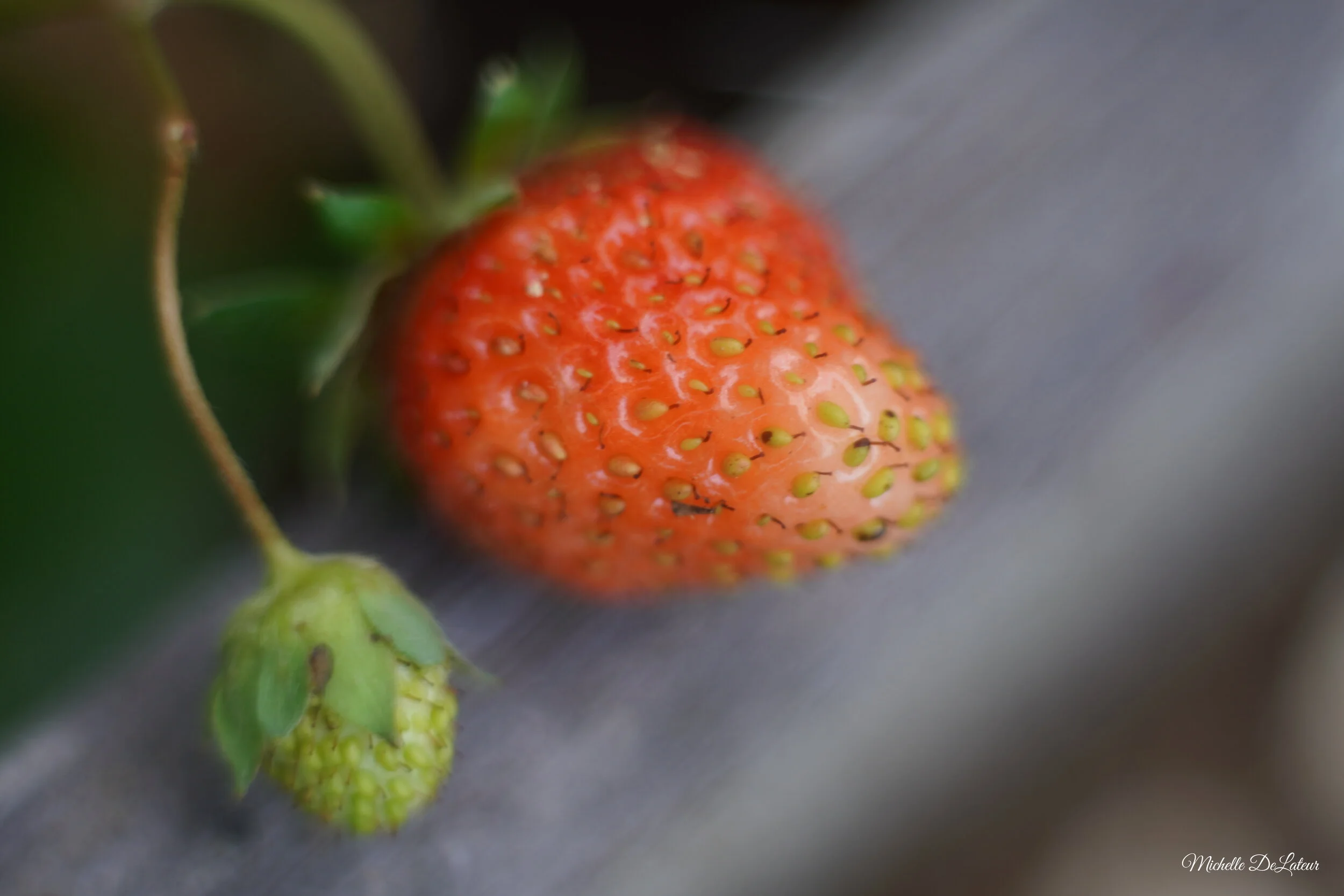 Sony a6400 + Konica 50mm 1.7 + Macro Extension Tubes