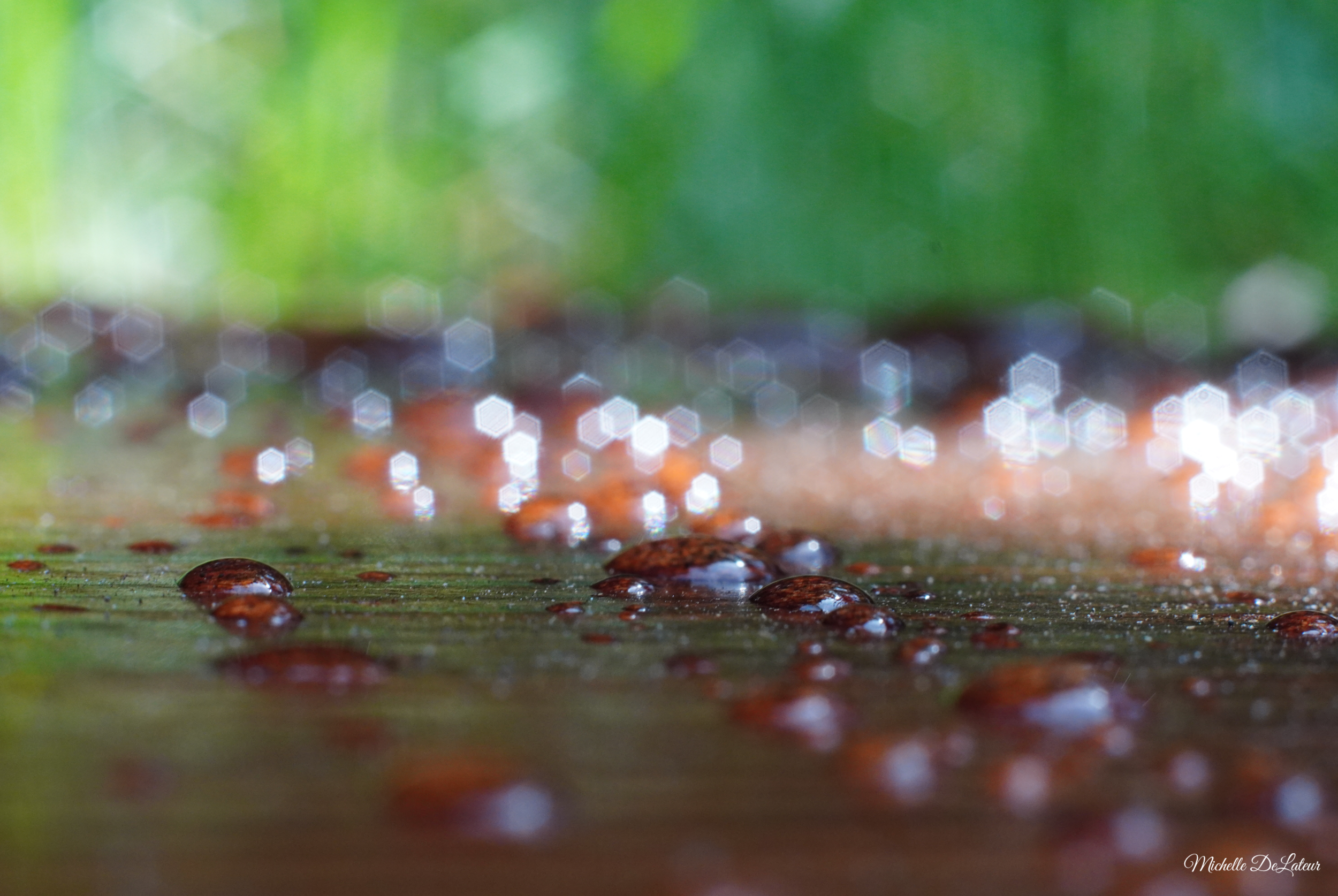 Sony a6400 + Konica 50mm 1.7 + Macro Extension Tubes