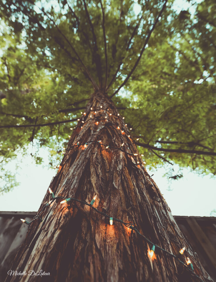 DSC_2238+copy+2 with name.jpg