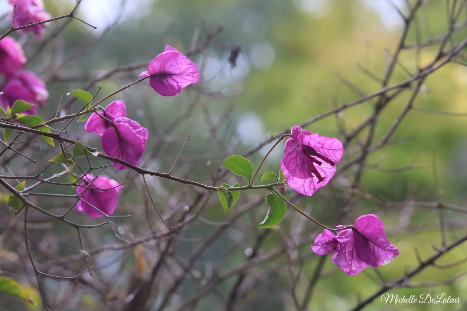 IMG_7080 with name.jpeg