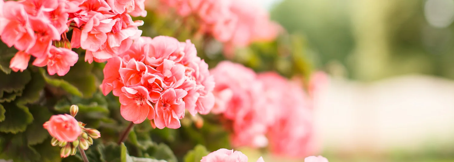 Geranium Oil - Egyptian