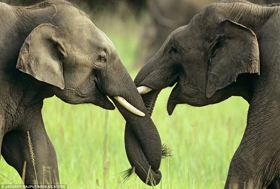 2 elephants.jpg