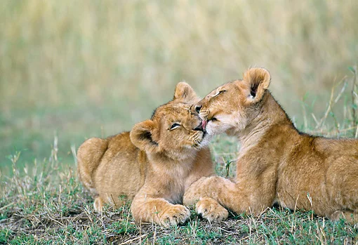 2 lions.JPG