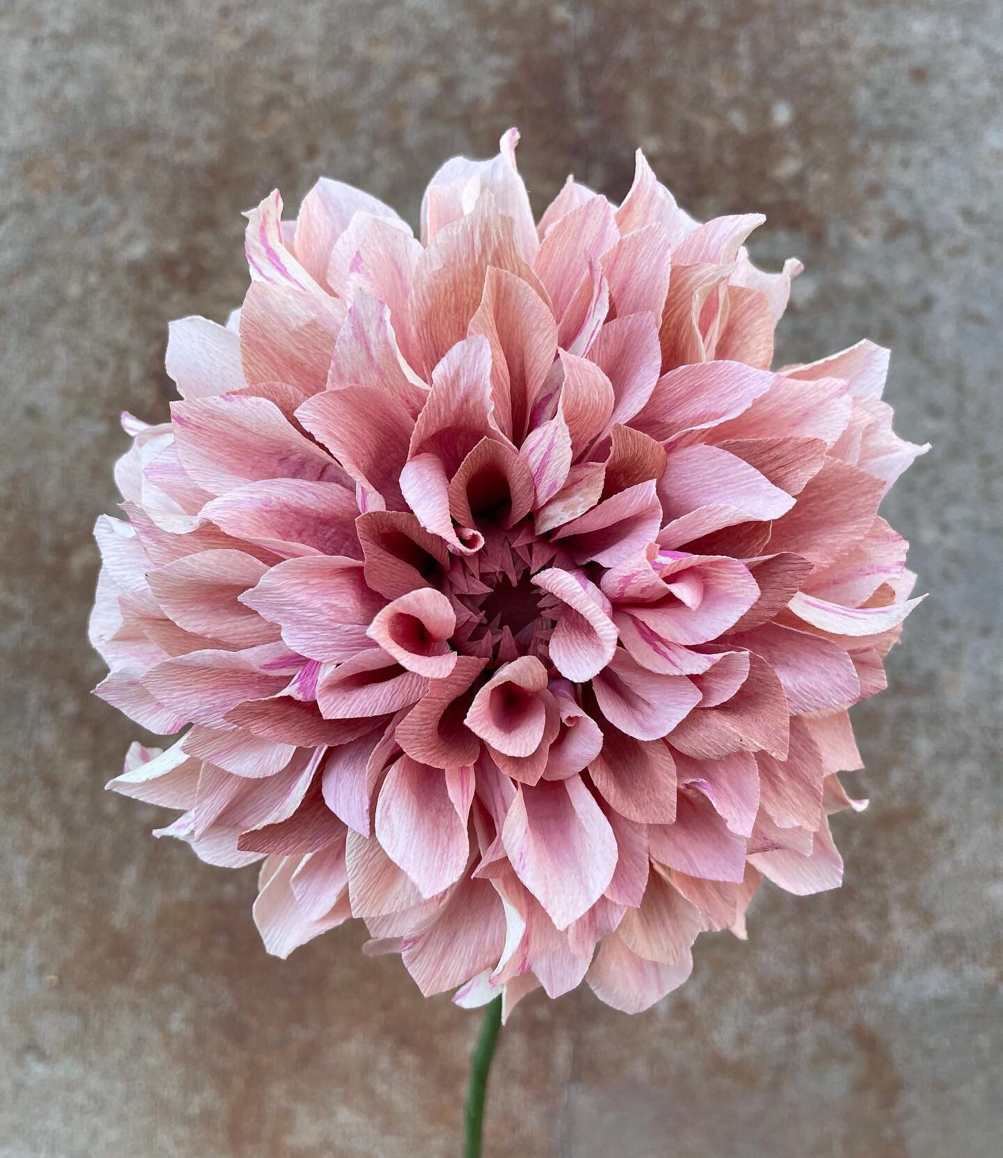 ✨✨SHOP UPDATE✨ ✨
The online shop will reopen on September 1st, exactly one week from today!! 🤩
.
After taking a much needed break this summer, I&rsquo;m excited to open up our online shop! There will be some new additions, like the option to purchase Cafe Au Lait dahlias by the stem, and our regular items will be available as well. The whole 2021 Mother&rsquo;s Day collection, including the incredibly popular Peony Bundles, are also returning in a very limited amount. 
.
So mark those calendars and don&rsquo;t hesitate to reach out if you have any questions. I can&rsquo;t wait to create something beautiful for you!! 
.
Picture is a handmade paper Cafe Au Lait dahlia with hand painted stripes and mauve shading. Made with @liagriffith paper and painted with @panpastel and alcohol inks.