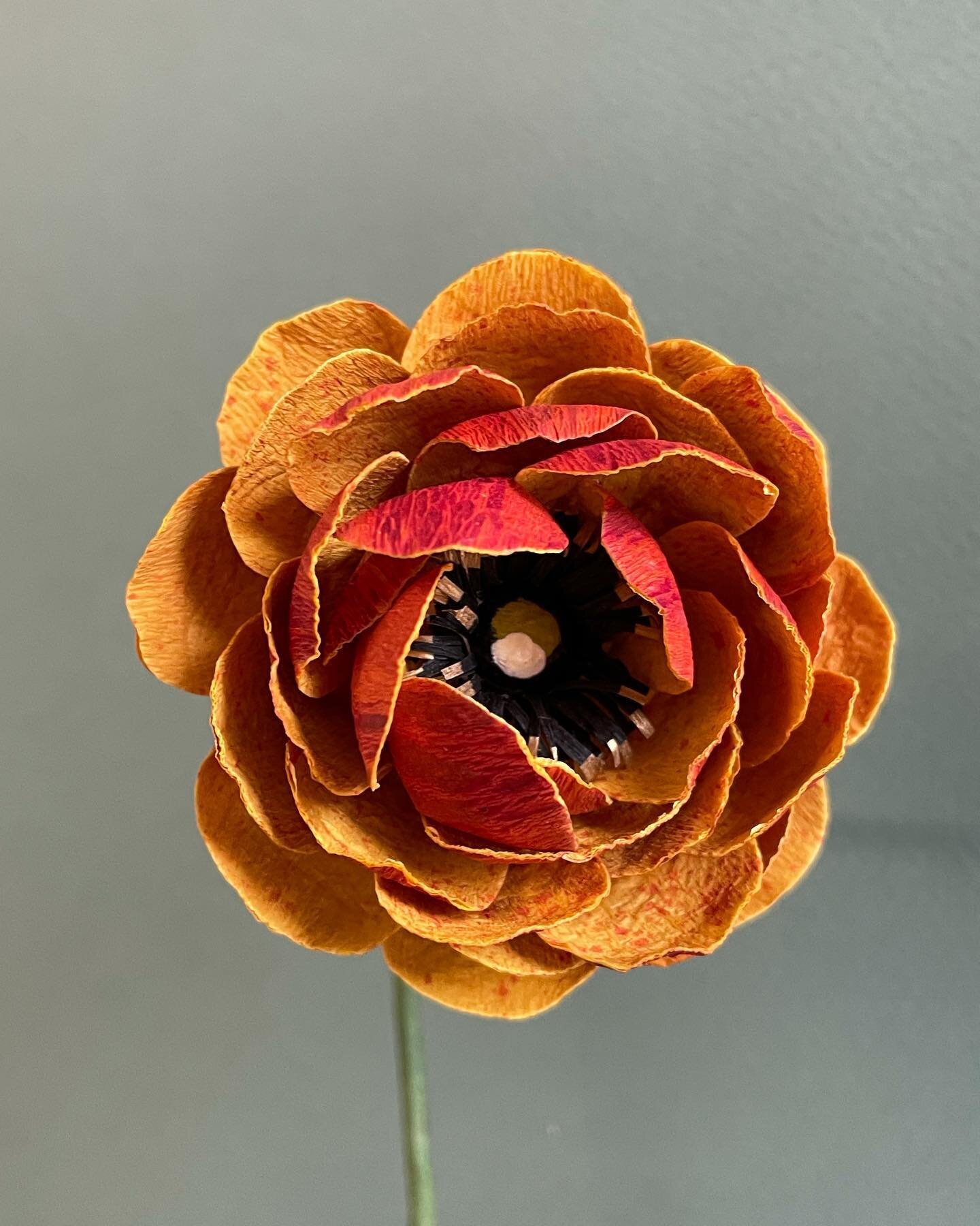 With a width of maybe 4 inches, this ranunculus is small, but man is she mighty! 🤘🏾🧡
.
Each petal (and each side) was hand painted to get that unique speckled look and to also achieve the dusty yellow and rust combo. I can&rsquo;t wait to make more, hopefully it won&rsquo;t take me a whole day 😂
.
Paper Rust speckled ranunculus handmade with @cartefinicrepepaper and hand painted with alcohol inks and @panpastel