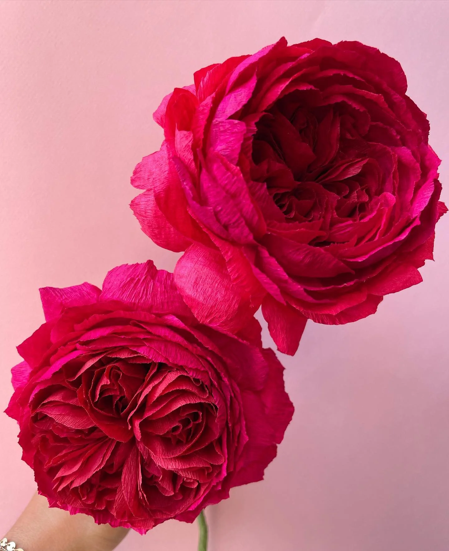 Paper Red Cabbage roses in different lighting. Swipe to see these shade shifters in action ❤️
.
I don&rsquo;t normally like working with red. I love wearing it 💄, my favorite foods are red 🍝, I even drive a red car 🚘, But making red flowers has always been very difficult for me. I think it&rsquo;s because it&rsquo;s hard to truly capture the deep romantic tone that comes from a real red rose. Oh well, that won&rsquo;t stop me from trying! 🥰
.
Picture are Handmade paper cabbage roses made from @cartefinicrepepaper paper.