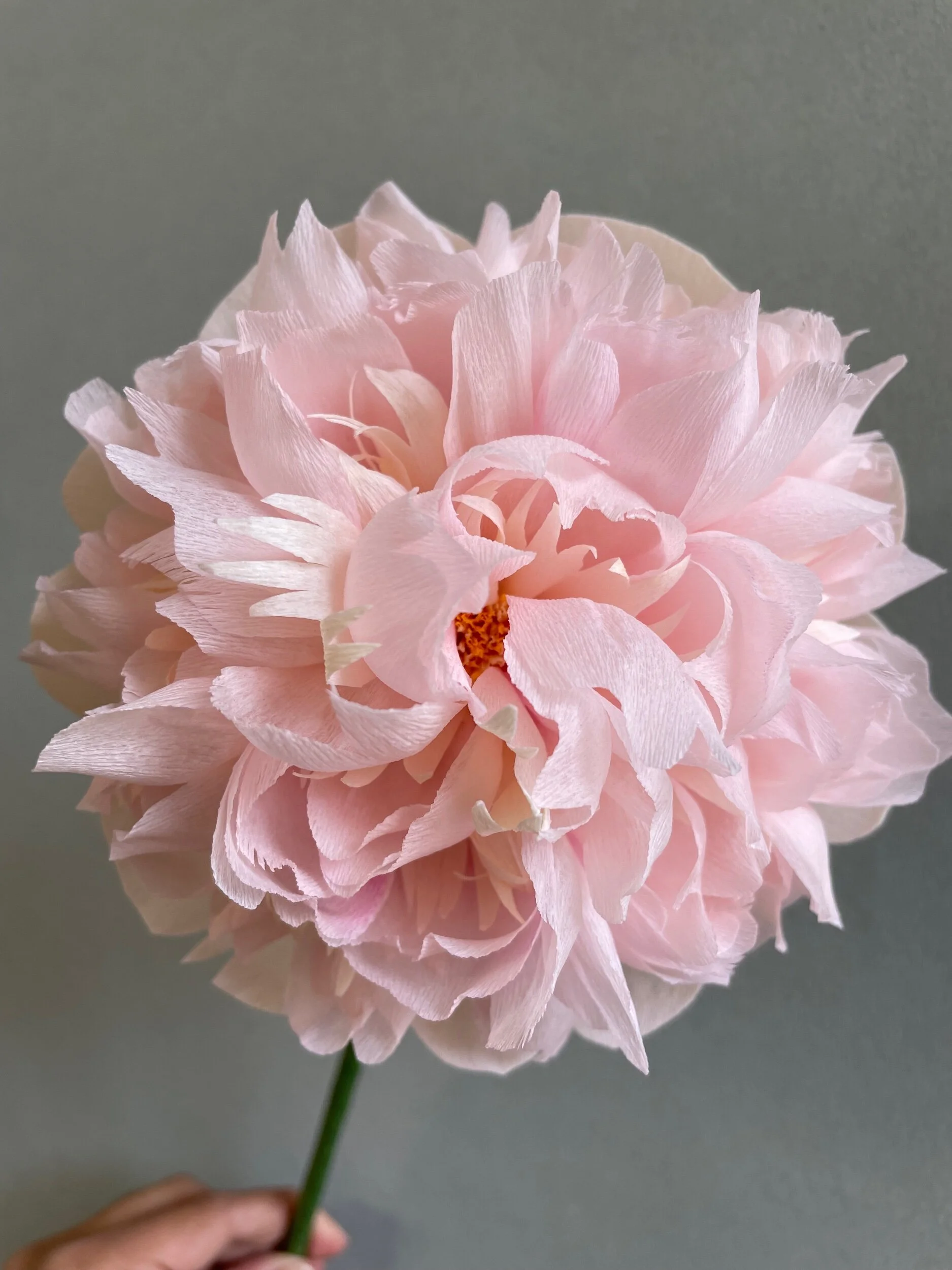 343CB176-EA59-44E8-B251-2C54DB299E1E