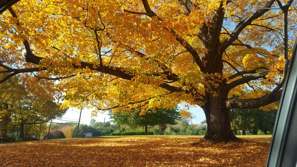 autumn-tree.jpg