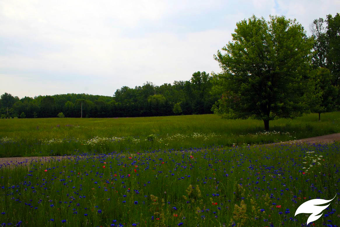 TAGGED Planting- ALexander.jpg