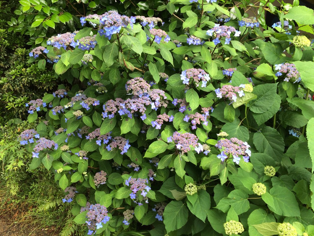 Ajisai, or hydrangea, growing at Sanzen-in 