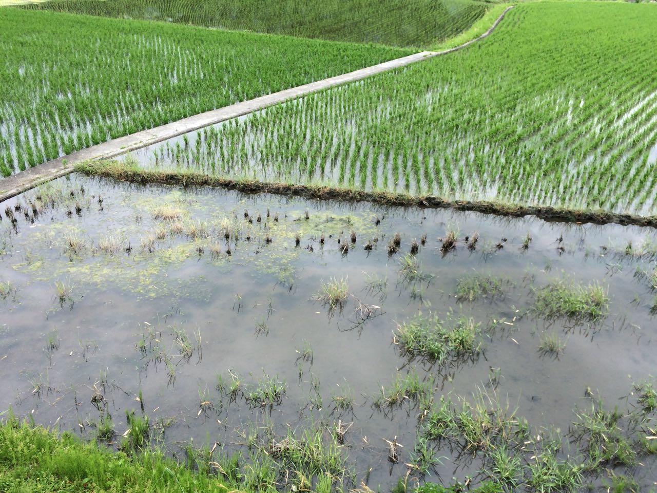 Wazuka rice paddies