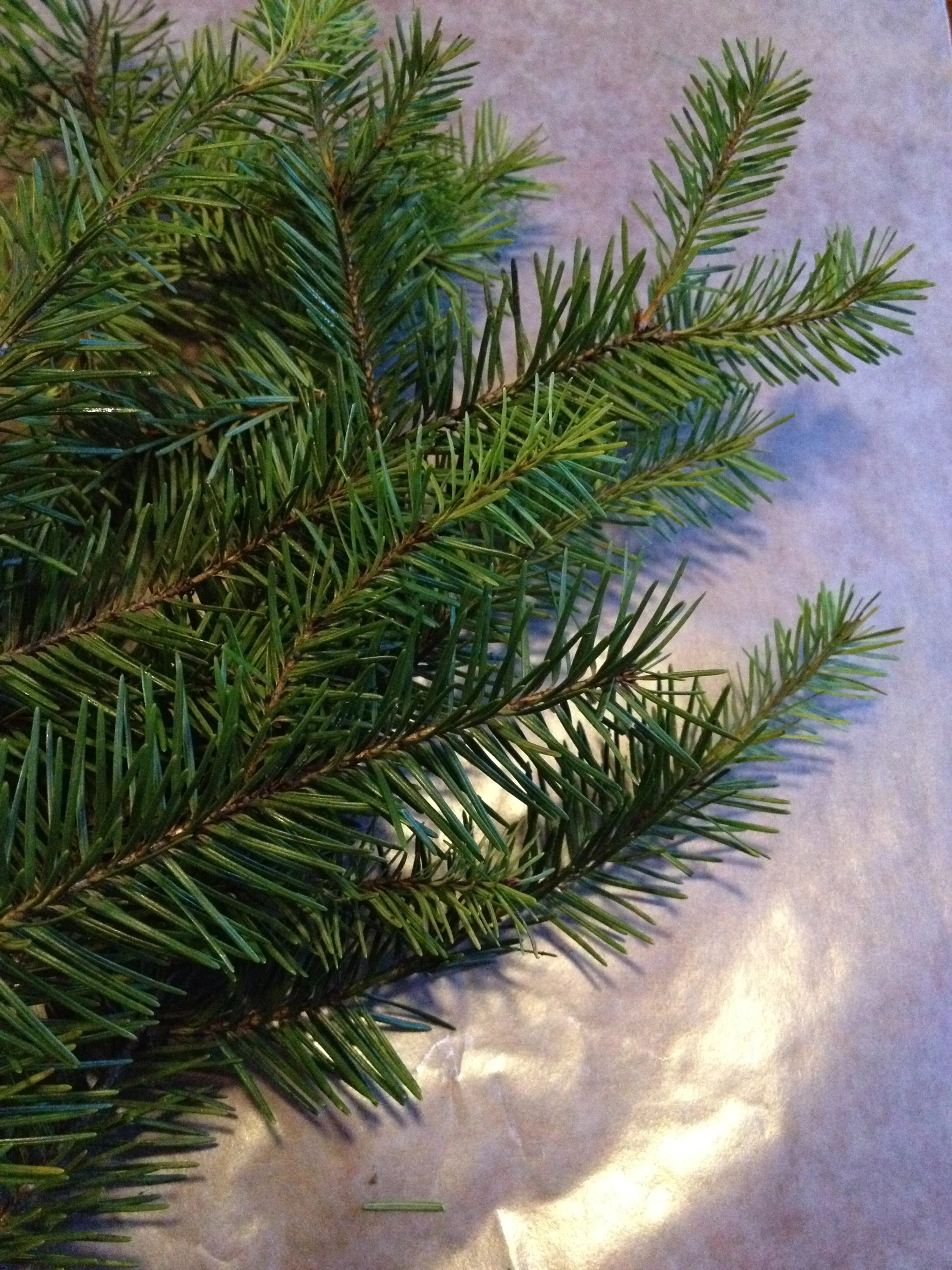 Recipe: Douglas-fir syrup. | saragalactica.com