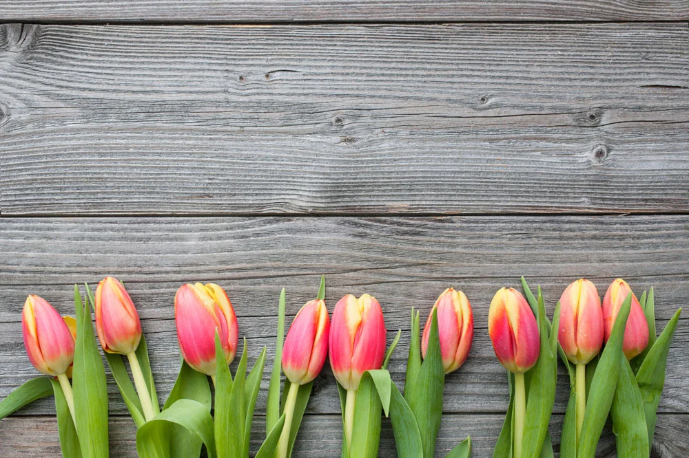 stock-photo-46617630-fresh-tulips-arranged-on-old-wooden-backgroun.jpg