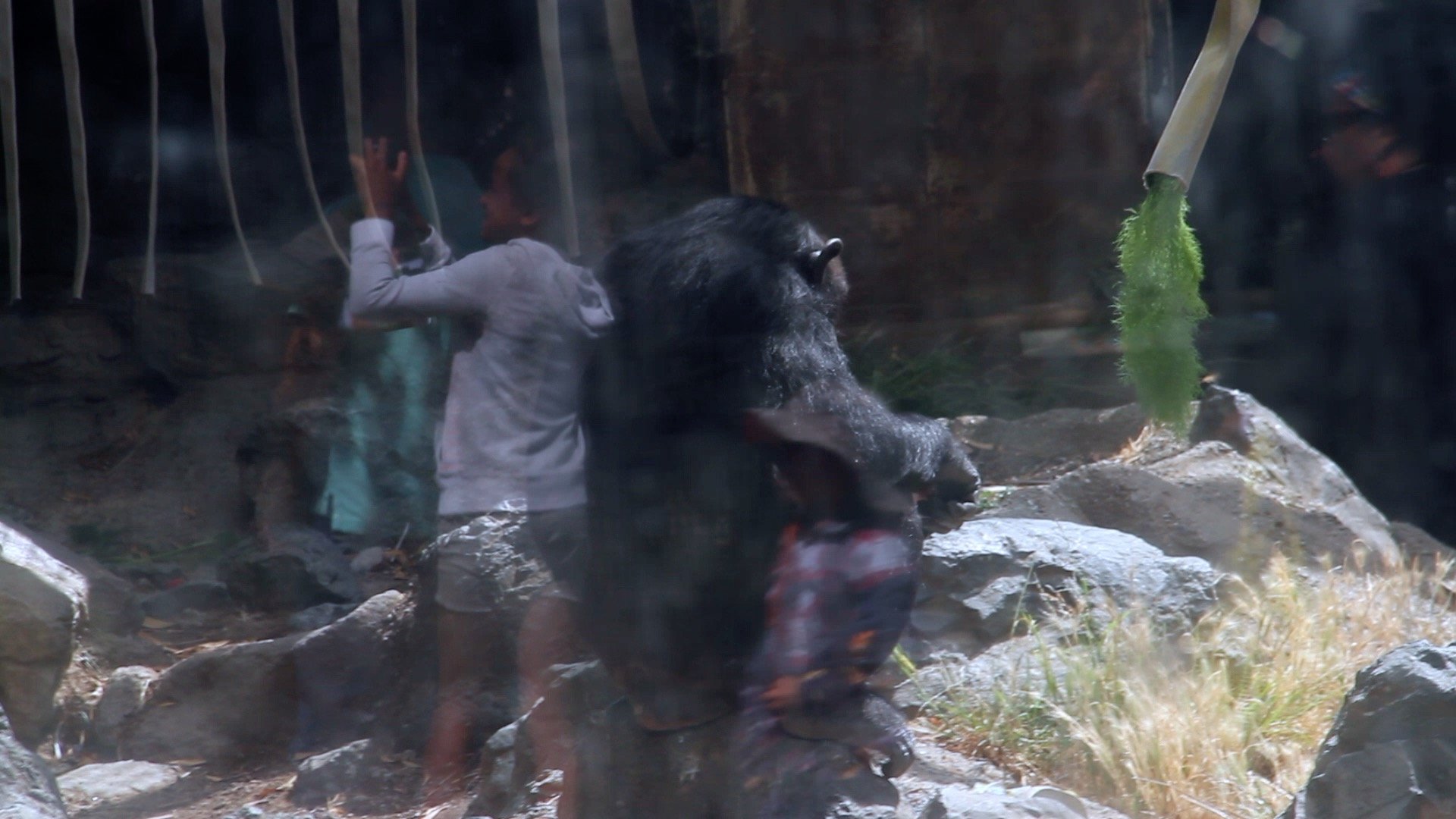 Chimpanzee and Girl Reflection Zoo