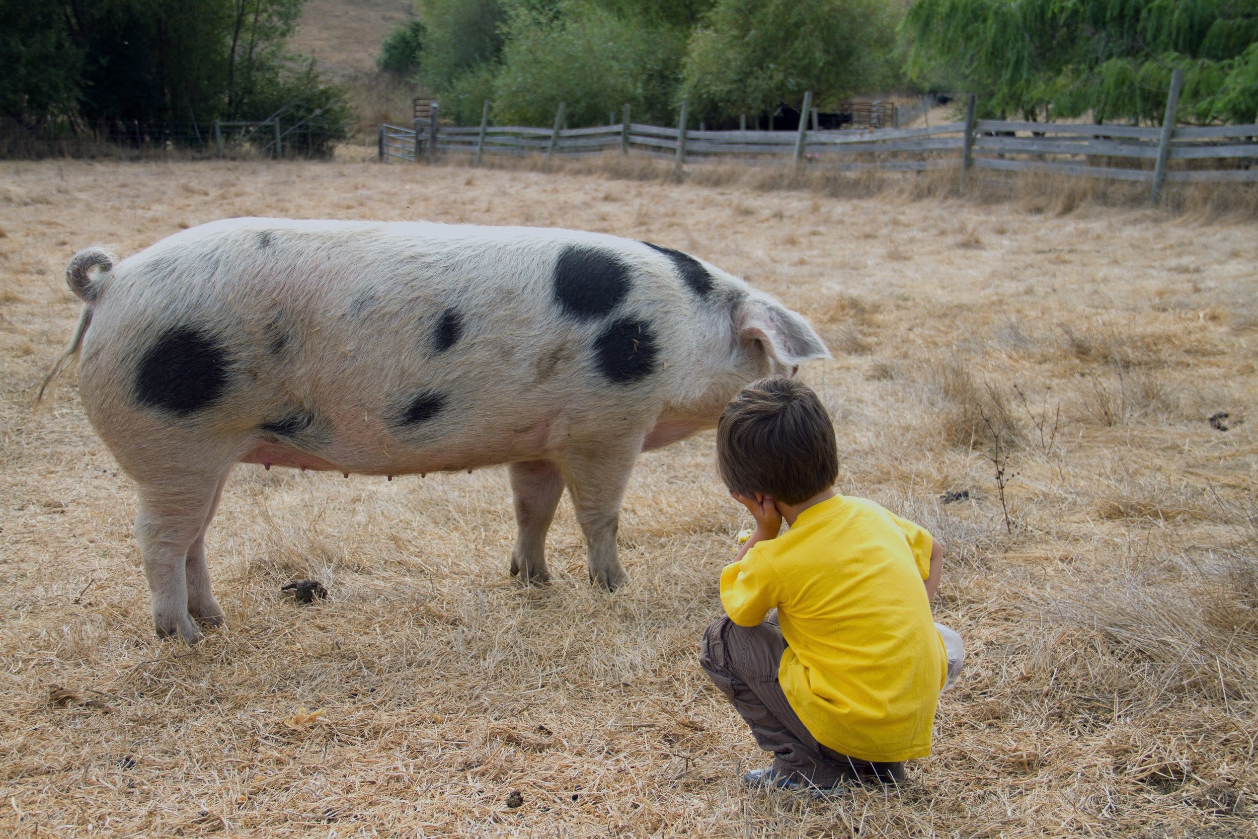 Boy and Pig