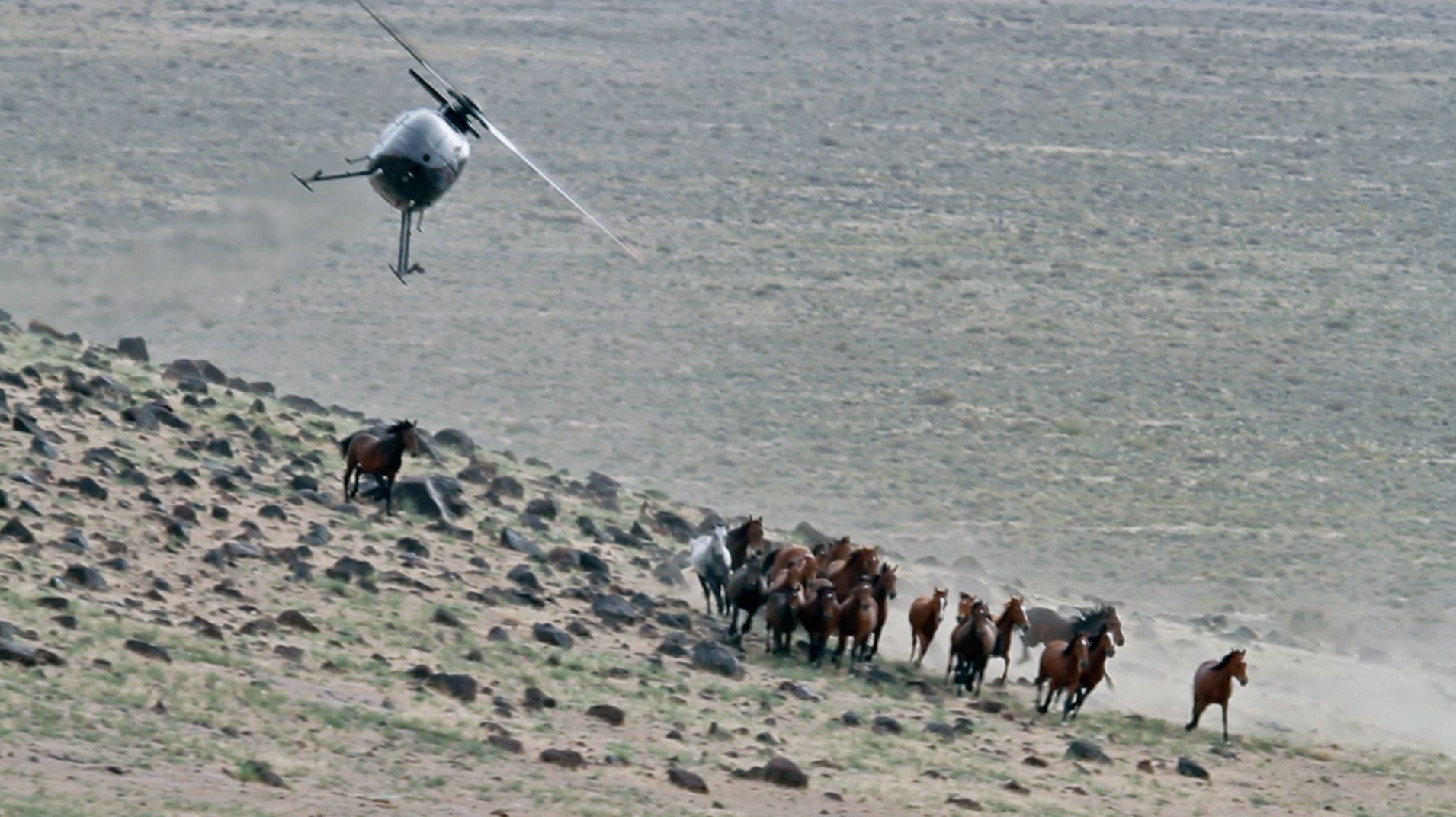 BLM Roundup.jpg