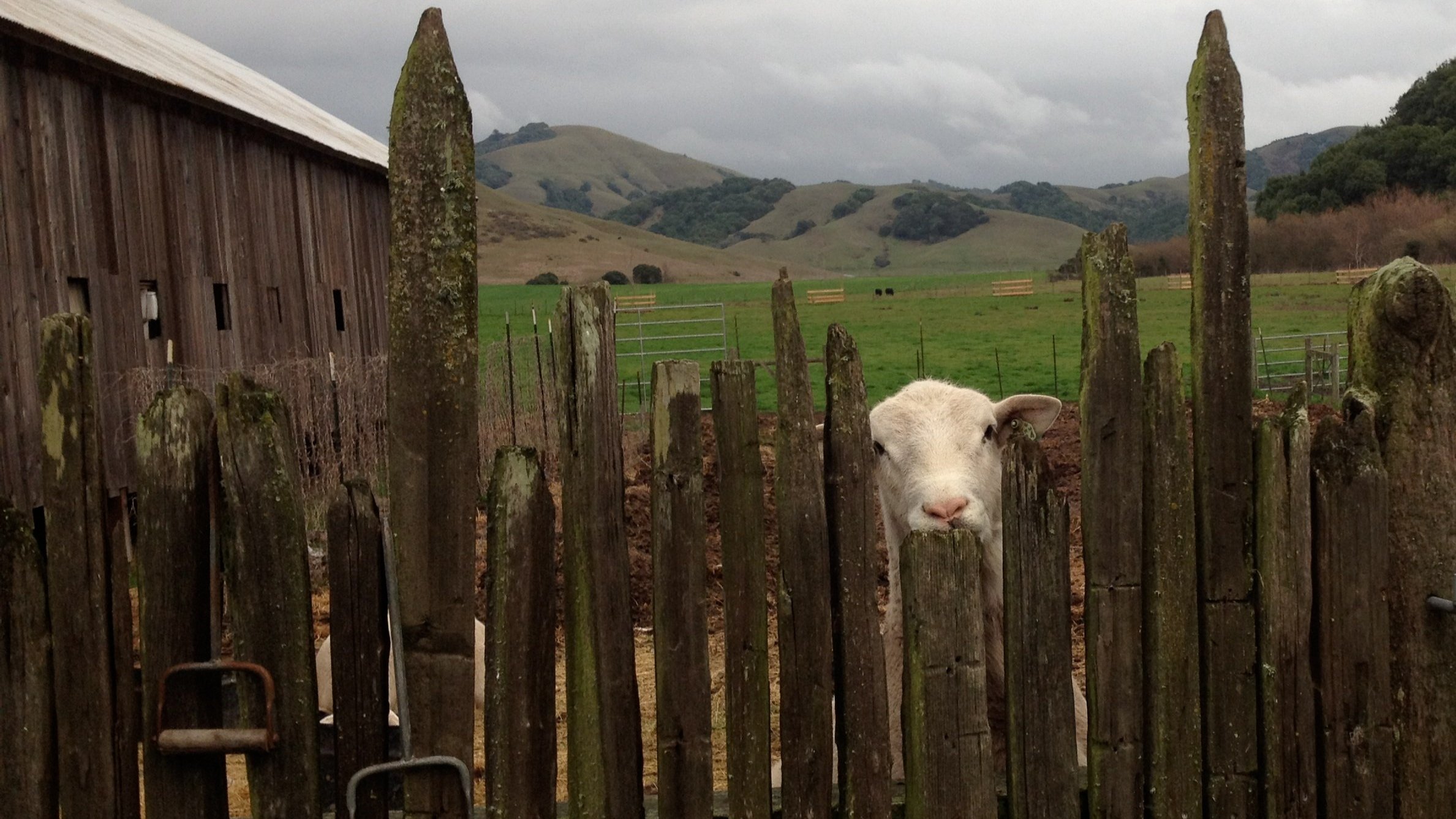 Sheep+and+Fence.jpg
