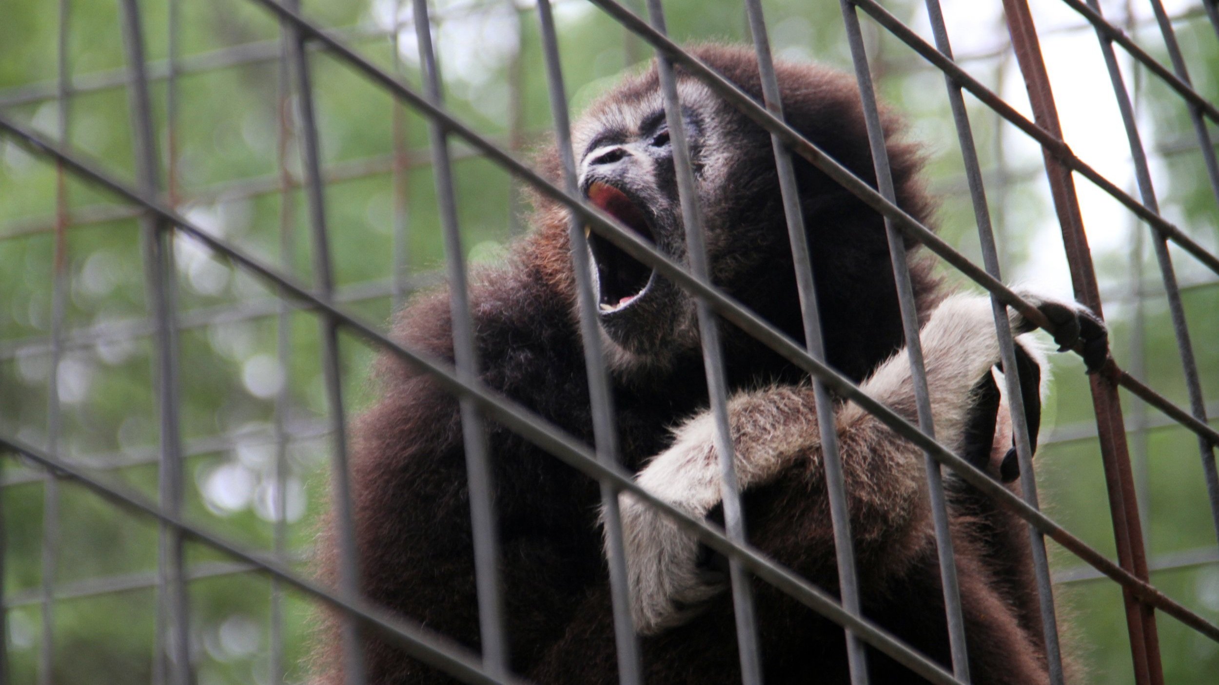 Gibbon+SInging.jpg