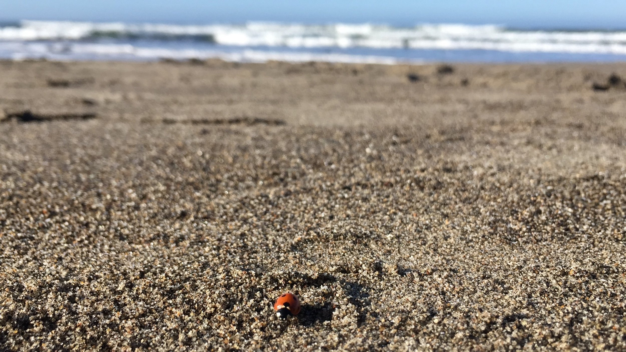 Ladybug+and+Ocean.jpg