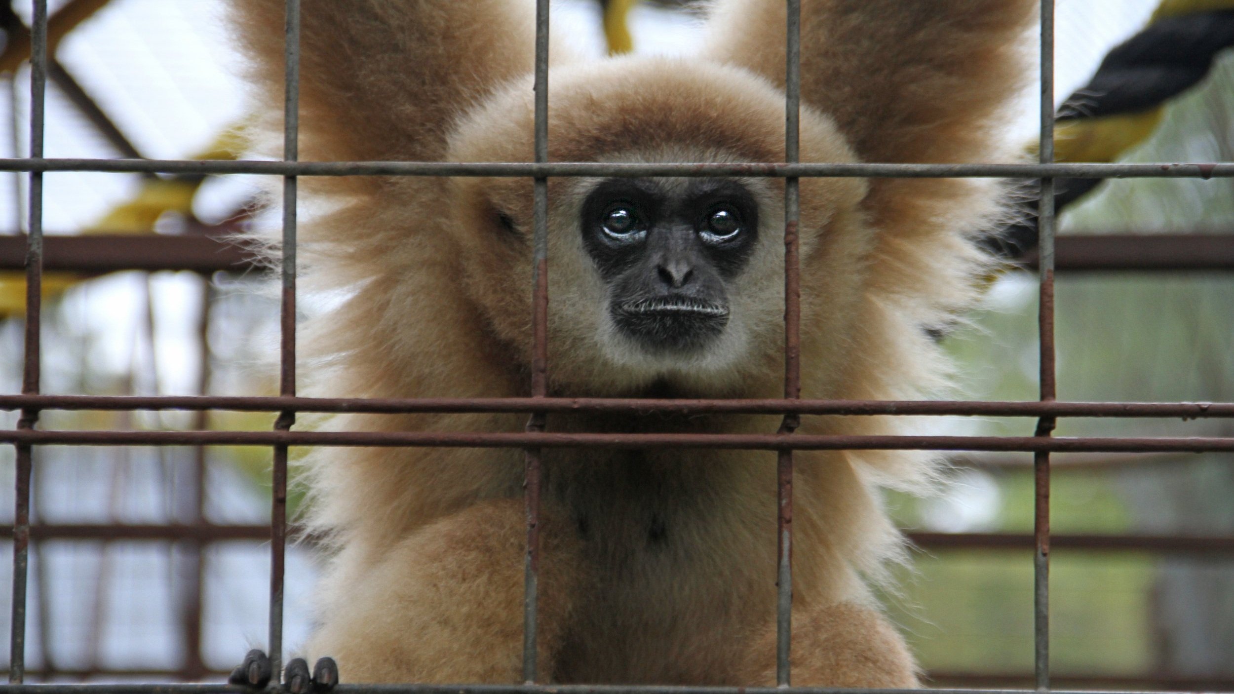 Gibbon+Cage.jpg