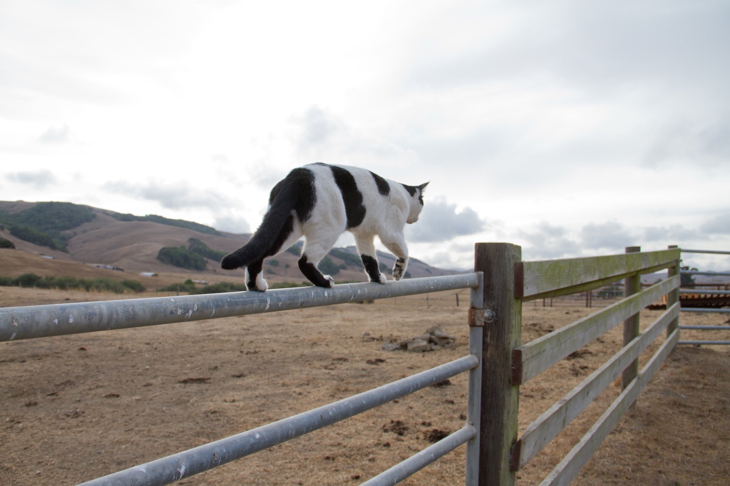 Cat on Fence 6 copy.jpeg