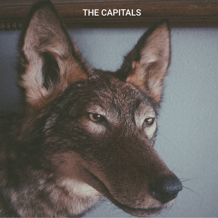 The Capitals - Coyote