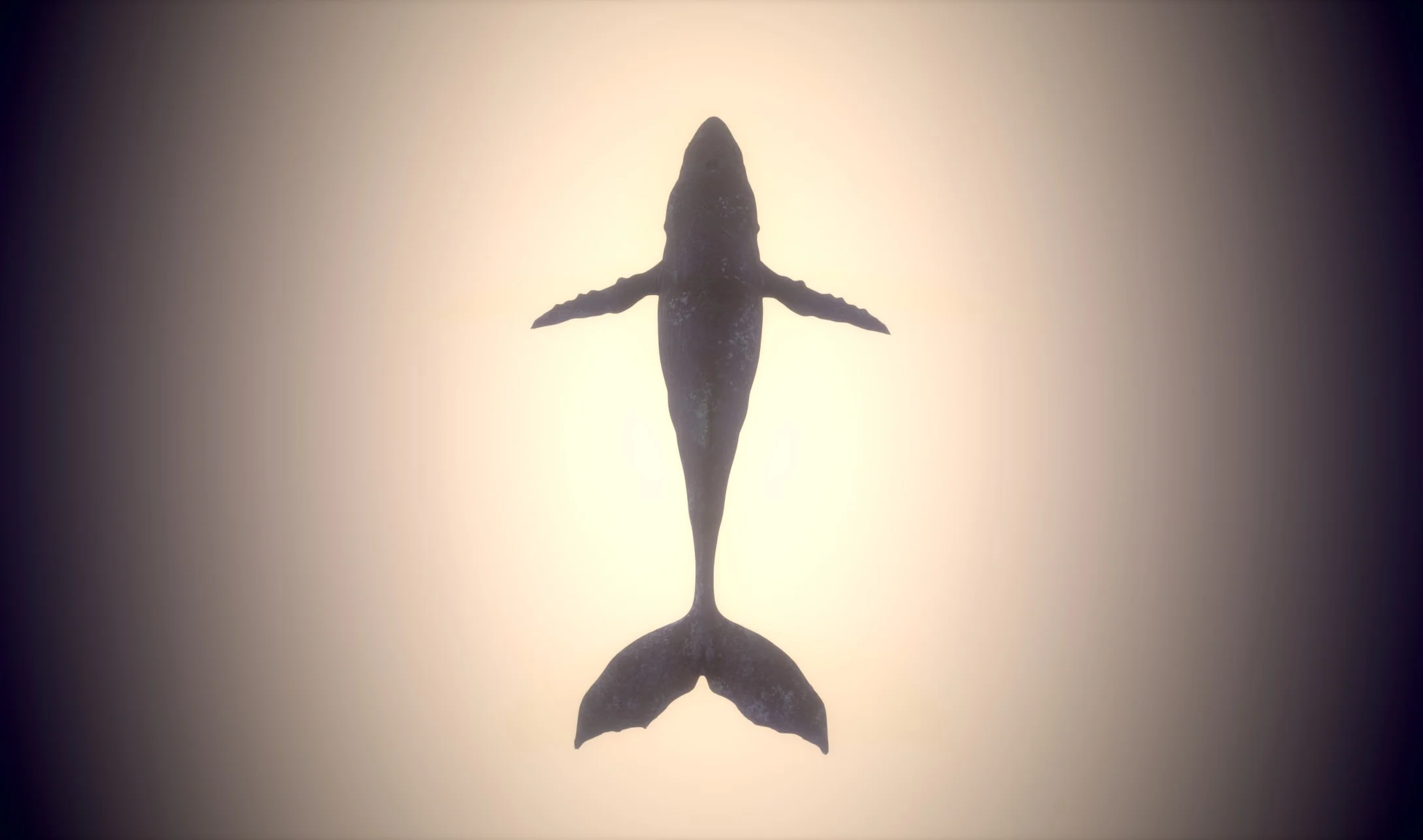 Still_Whale_Texture_05.jpg