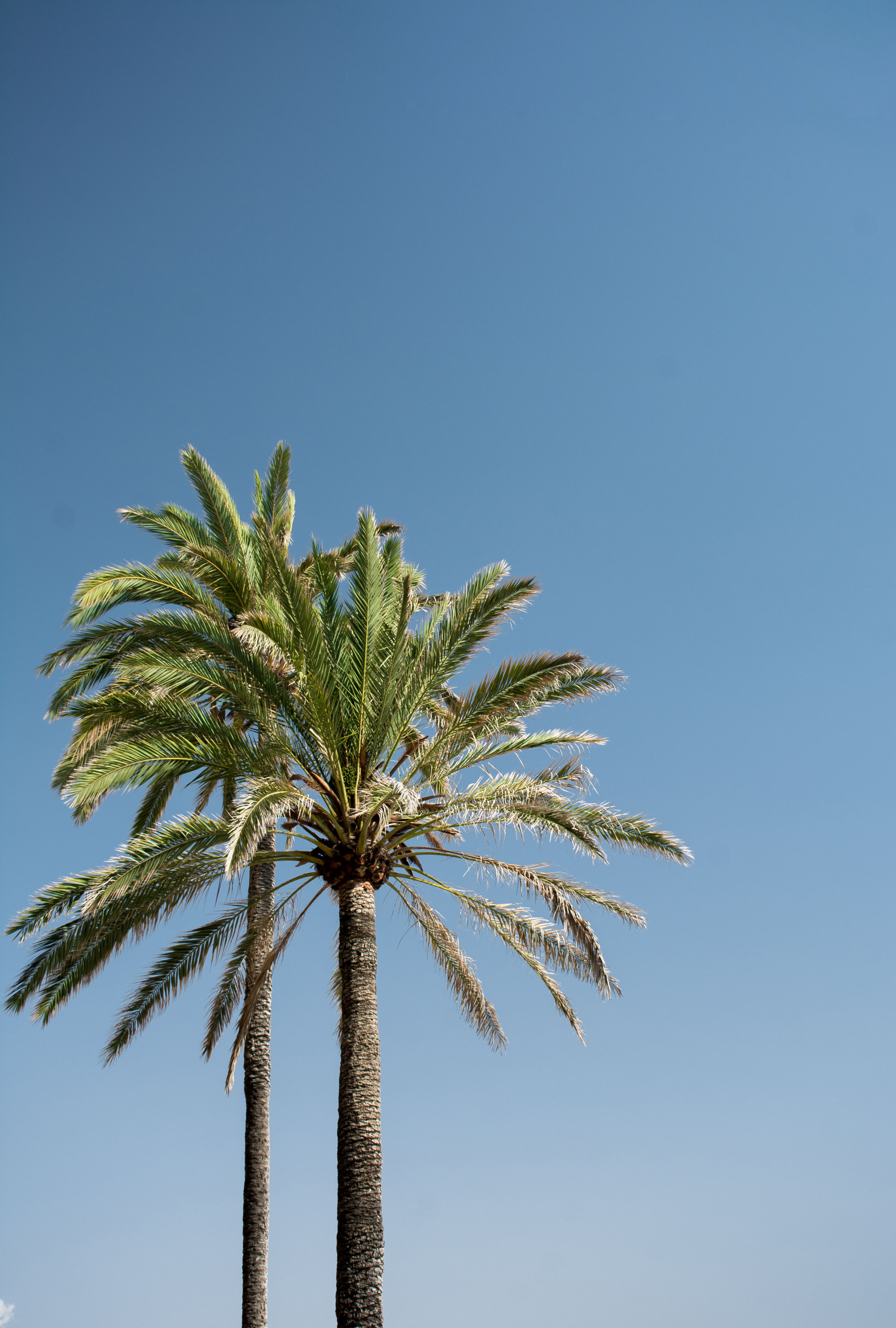 Palma-Trees-Web.jpg
