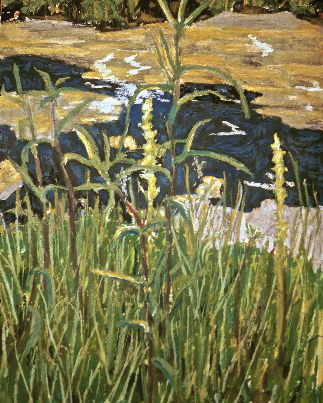 WEEDS BY THE CREEK