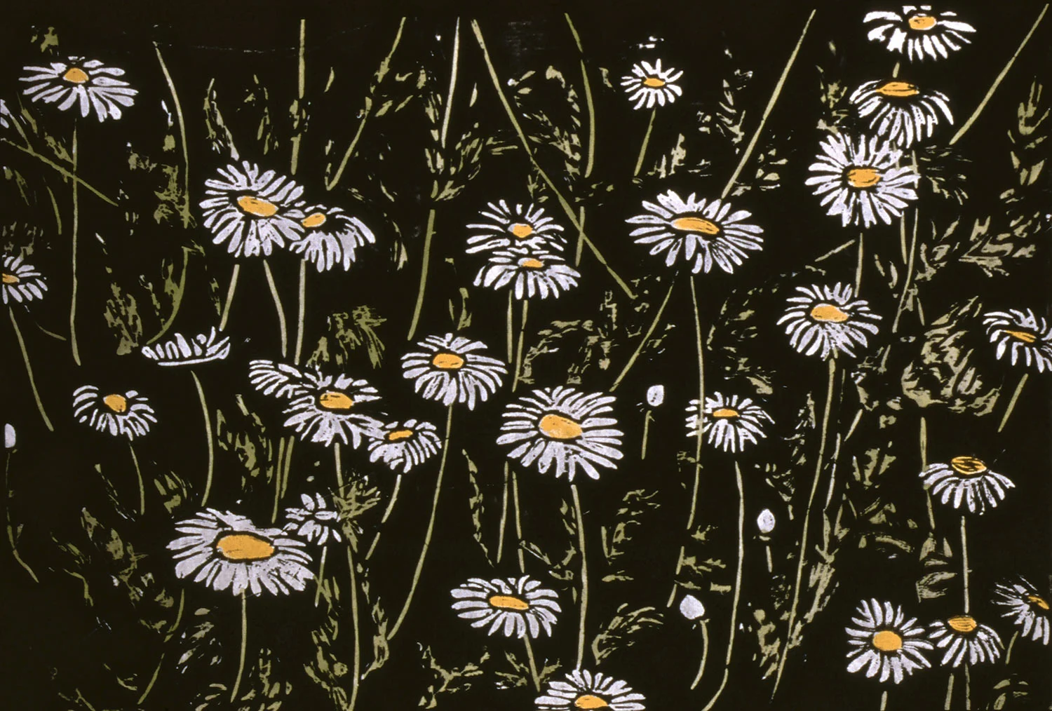 DAISIES