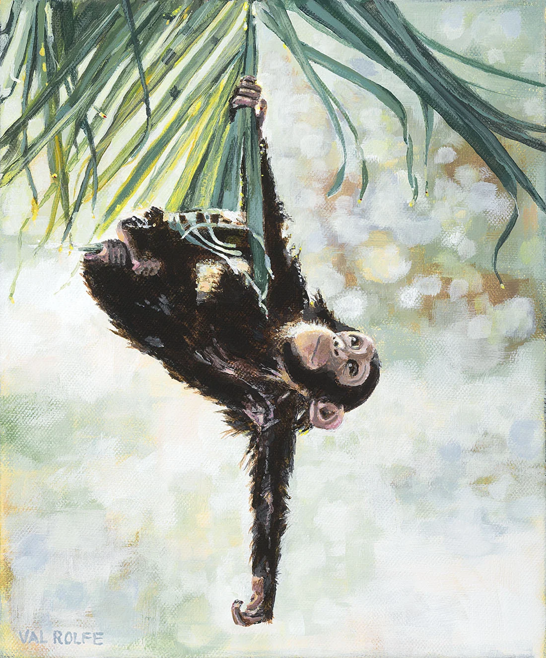 Hanging Chimp