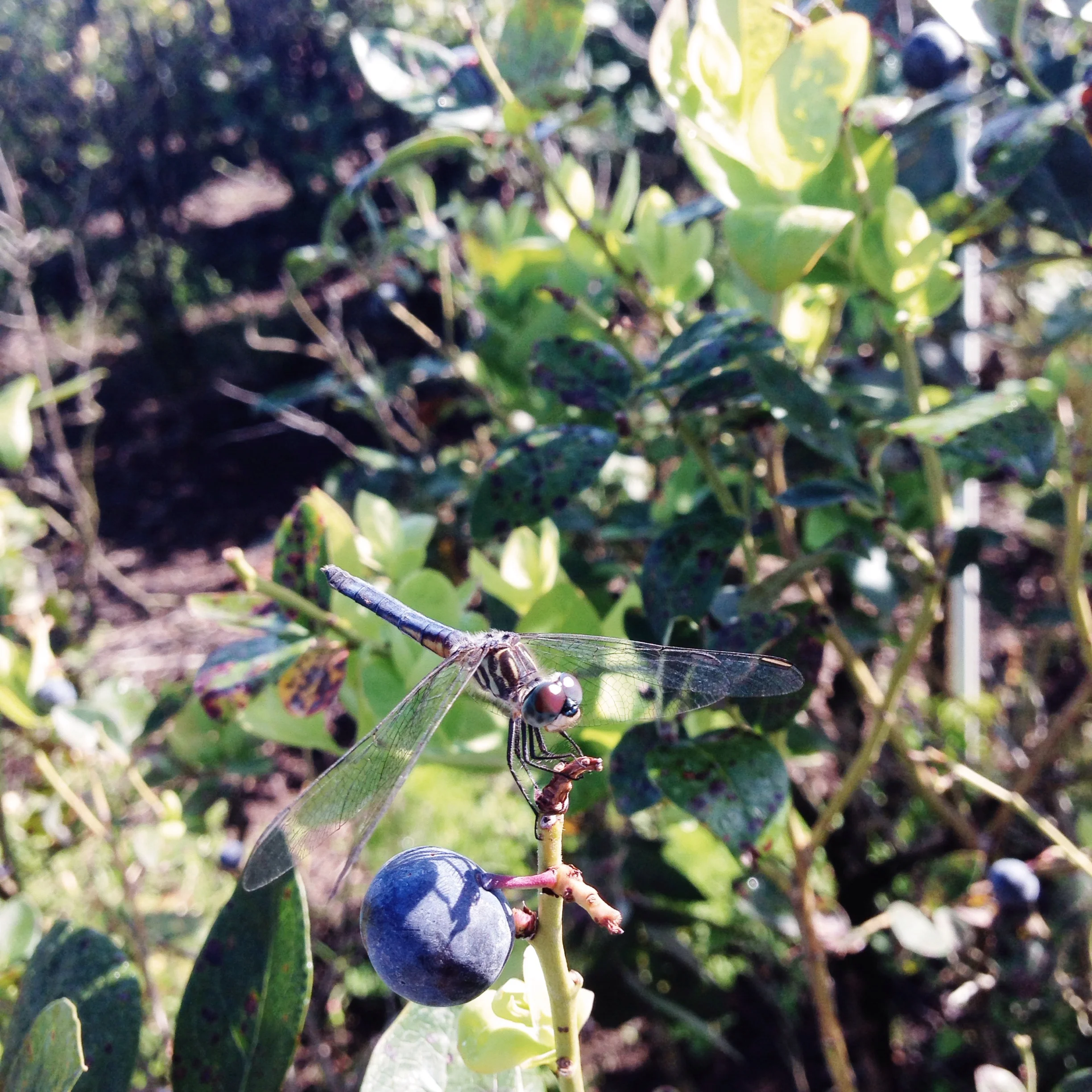 image-157.jpg