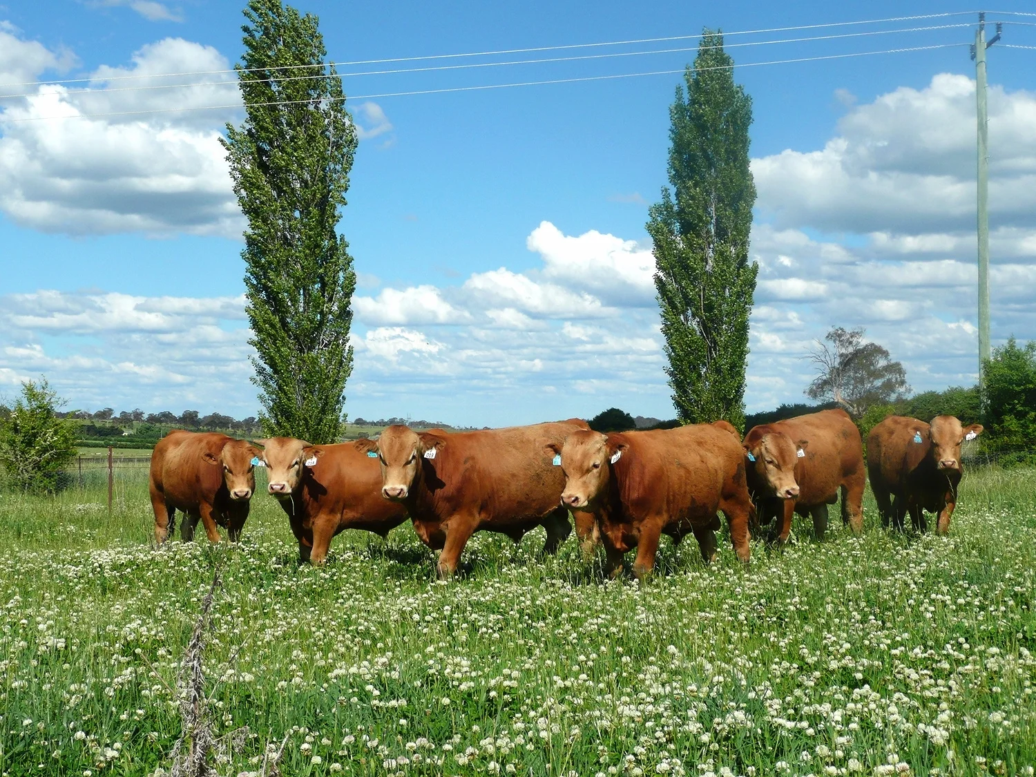 Stud Bulls