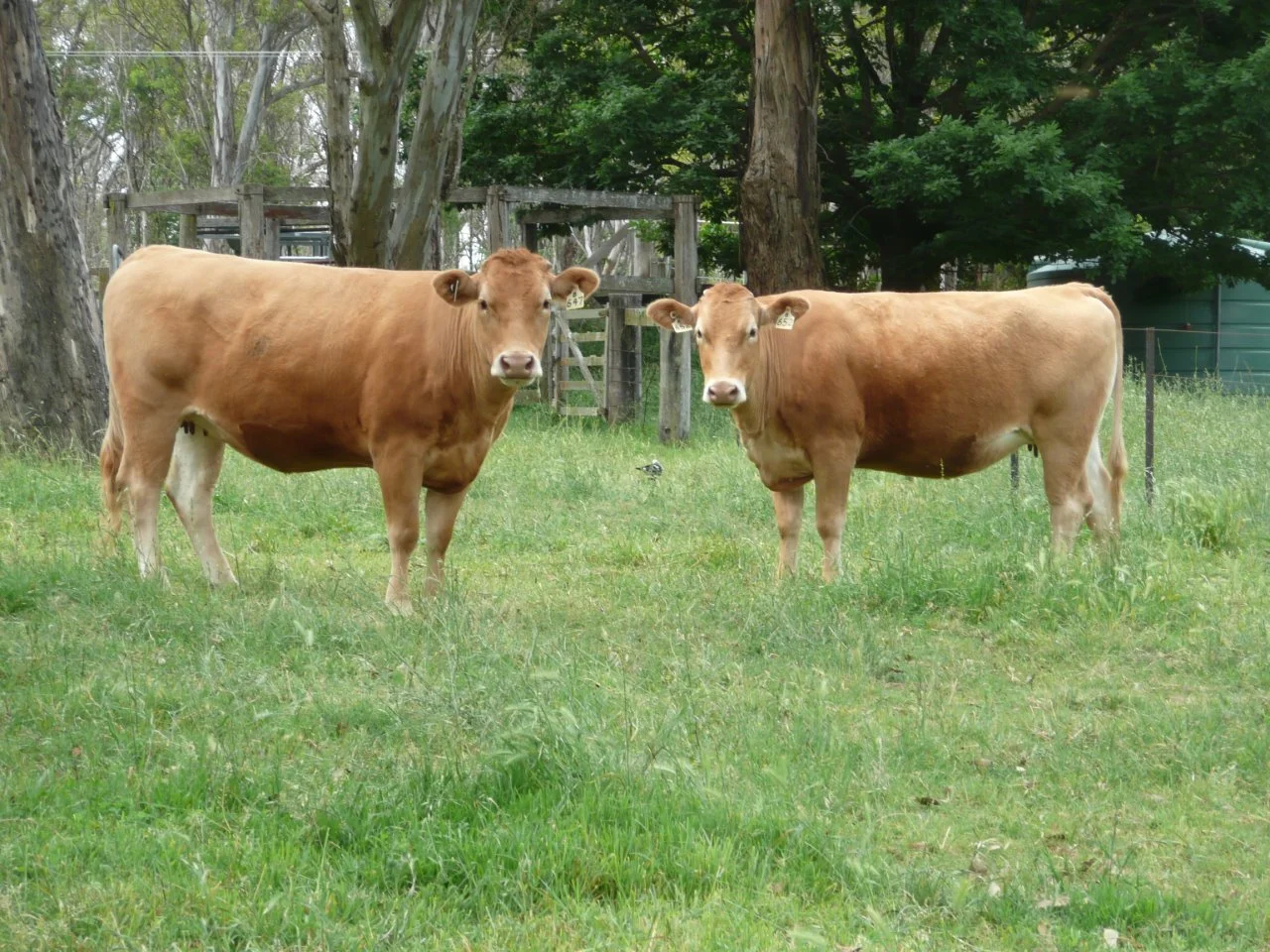 KALFB0647 and KALFB0652.jpg