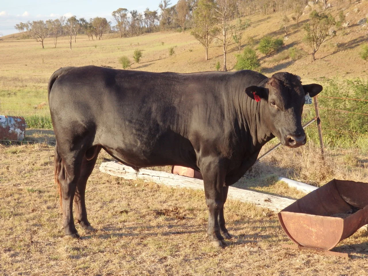 Academy Red Wagyu Gishanami H15 Good.jpg