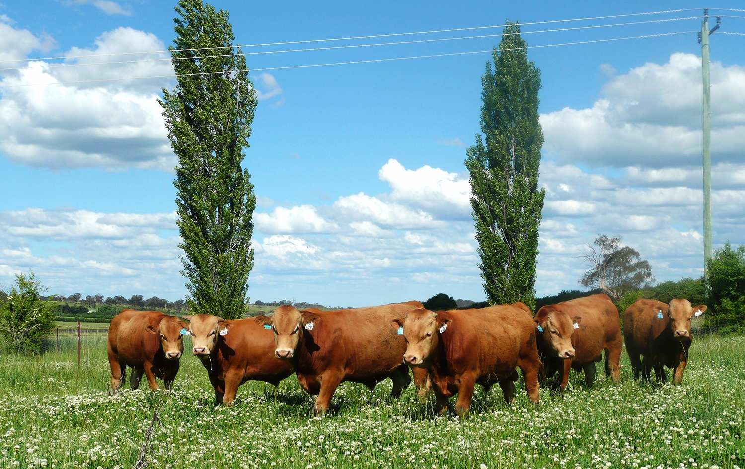 Academy Red Wagyu Stud Bulls From 2010