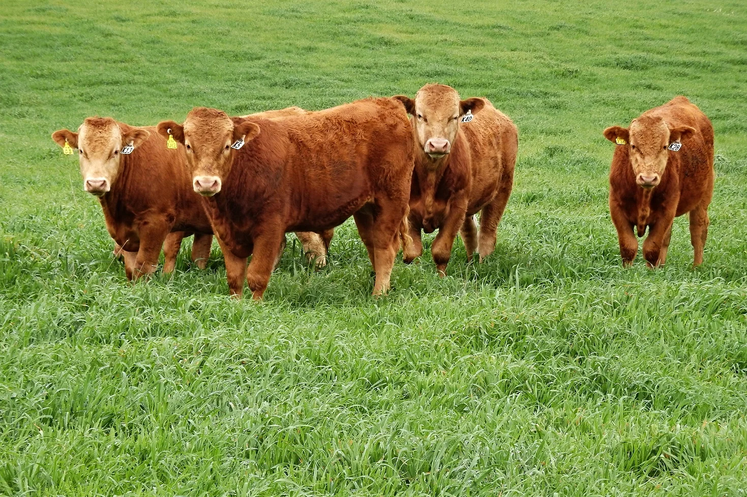 Bull calves K13, K5, K14 and K28