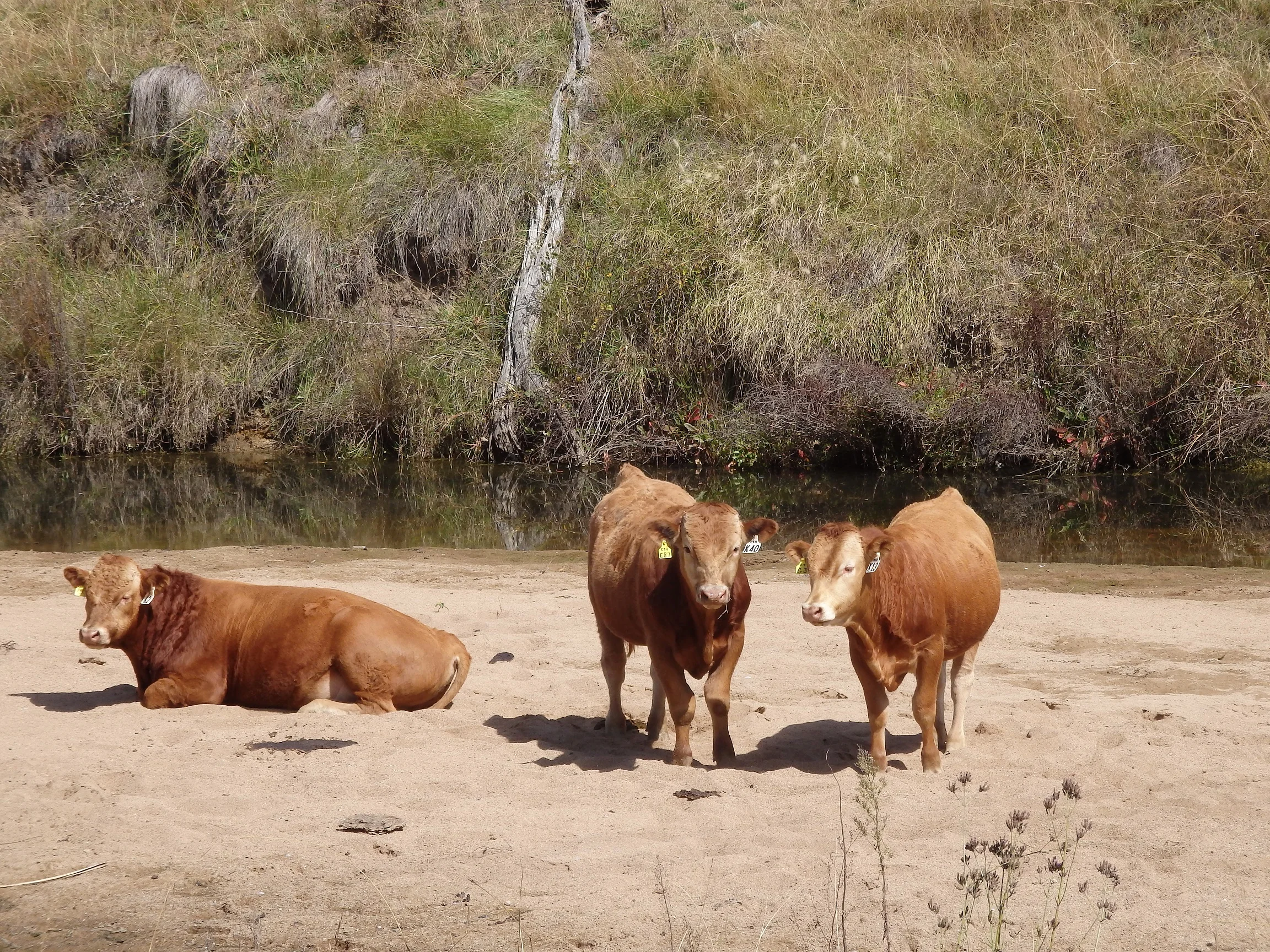 Bull Calves K42, K40 and K13.