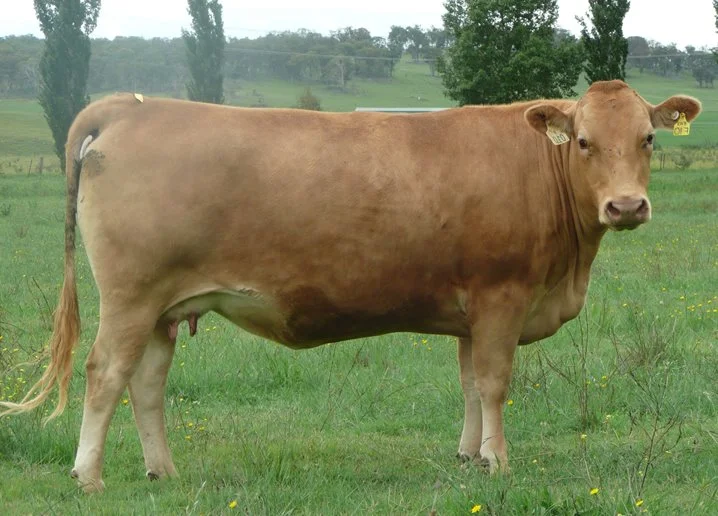 The Wright Wagyu H10 Dam of Recital J34 Lot 31